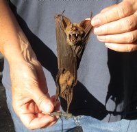 Mummified H.Diadema leaf-nosed bat (Hipposideros diadema) with closed wings 7-1/4 inches tall (You will receive the bat in the picture) for $36