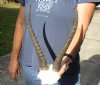 Blesbok Horns on Skull Plate 12-1/2 inch horns for $30