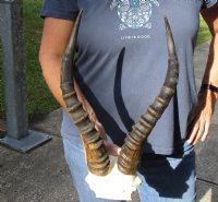 Blesbok Horns on Skull Plate 14 inch and 14-1/2 inch horns - You are buying the horns and skull plate shown for $30