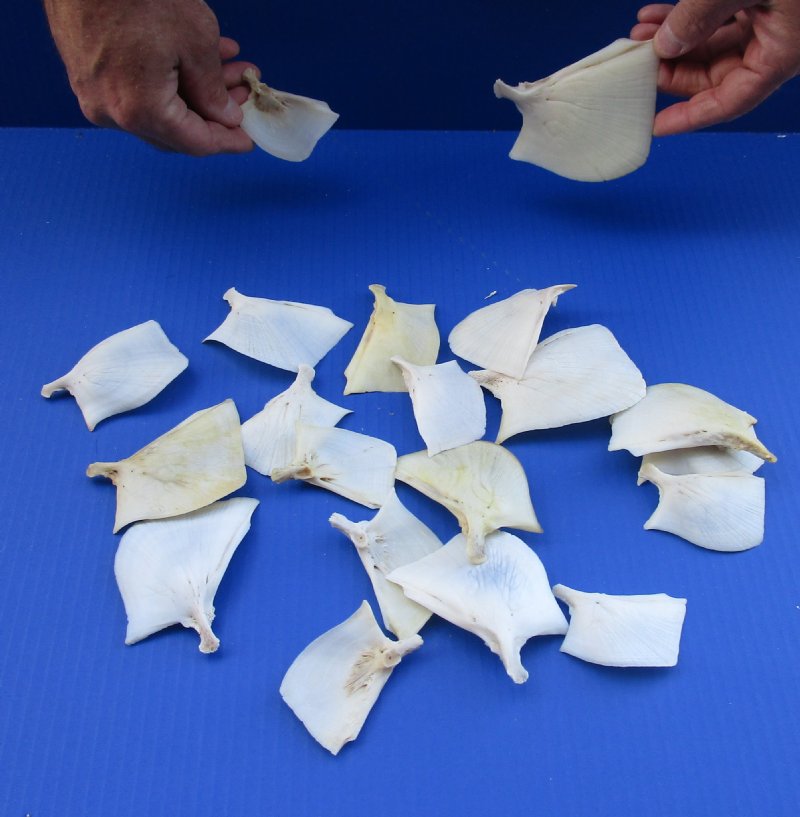 Buffalo Fish Gill plates