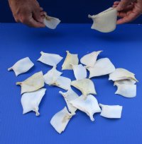 20 piece lot of Buffalo Fish Gill plates measuring 2 to 3-1/2 inches. You are buying the operculum pictured for $40/lot