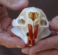 North American Nutria skull (Myocastor coypus) measuring approximately 4-1/4 inches long - You are buying the small animal skull pictured for $32 