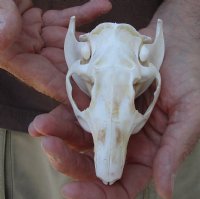 North American Nutria skull (Myocastor coypus) measuring approximately 4-1/4 inches long - You are buying the small animal skull pictured for $32 