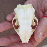 A-Grade North American skunk skull for sale measuring 2-3/4 inches long - you are buying the skull pictured for $26 