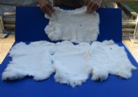 4 piece lot of White Rabbit's Fur, Pelts, Skins with irregular shape, cuts and tears 15" to 18" in size for $20/lot - You will receive the ones in the photo.