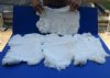 4 piece lot of White Rabbit's Fur, Pelts, Skins with irregular shape, cuts and tears 15" to 18" in size for $20/lot - You will receive the ones in the photo.