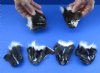 6 pc lot of Real North American tanned skunk faces 3 to 4 inches long - You will receive the ones in the photo for $35/lot