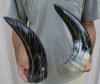 2 pc lot of Decorative Polished Buffalo Horn with carved lines design, 12 inches around the curve (you will receive the horns pictured) for $29/lot 