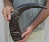 20 inch Semi polished buffalo horn - You are buying the horn pictured for $23