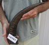 18 inch Semi polished buffalo horn - You are buying the horn pictured for $23
