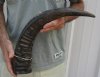 22 inch Semi polished buffalo horn - You are buying the horn pictured for $23