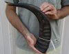 20 inch Semi polished buffalo horn - You are buying the horn pictured for $23