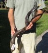 Polished Kudu horn for sale measuring 39 inches, for making a shofar.  You are buying the horn in the photos for $100
