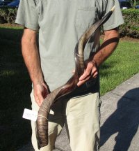 Polished Kudu horn for sale measuring 37 inches, for making a shofar.  You are buying the horn in the photos for $100