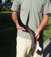 Polished Kudu horn for sale measuring 32 inches, for making a shofar.  You are buying the horn in the photos for $72