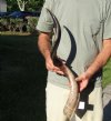 Polished Kudu horn for sale measuring 33 inches, for making a shofar.  You are buying the horn in the photos for $72