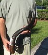 Polished Kudu horn for sale measuring 31 inches, for making a shofar.  You are buying the horn in the photos for $72