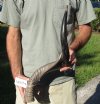 Polished Kudu horn for sale measuring 30 inches, for making a shofar.  You are buying the horn in the photos for $72