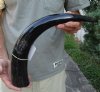 21 inches polished Indian water buffalo horn with wide base opening for sale - You are buying the one pictured for $30 (minor unfinished/rough areas)