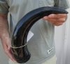 20 inches polished Indian water buffalo horn with wide base opening for sale - You are buying the one pictured for $30 (minor unfinished/rough areas)