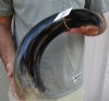 22 inches polished Indian water buffalo horn with wide base opening for sale - You are buying the one pictured for $30 (minor unfinished/rough areas/bubbled area)