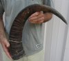 28 inch Raw water buffalo horn with rough/chipped base - You are buying the horn pictured for $28
