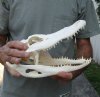 11-1/2 inch Alligator Skull from an estimated 6 foot Florida gator - You are buying the gator skull shown for $59 (hole, damage/bullet fragment in top of skull)