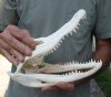 10-3/4 inch Alligator Skull from an estimated 6 foot Florida gator - You are buying the gator skull shown for $50 (cracks and glue repair)