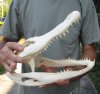 12-1/4 inch Alligator Skull from an estimated 7 foot Florida gator - You are buying the gator skull shown for $59 (broken back of jaw bone, damage, glue to top skull)
