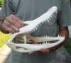 12 inch Alligator Skull from an estimated 6 foot Florida gator - You are buying the gator skull shown for $59 (damage/cracks on top of skull)