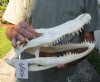13-1/2 inch A-Grade Florida Alligator Skull from an estimated 7 foot Florida gator - You are buying the gator skull shown for $88.00