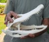 12-1/4 inch A-Grade Florida Alligator Skull from an estimated 7 foot Florida gator - You are buying the gator skull shown for $83.00