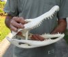 13-1/4 inch A-Grade Florida Alligator Skull from an estimated 7 foot Florida gator - You are buying the gator skull shown for $88.00