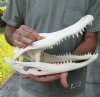 14 inch A-Grade Florida Alligator Skull from an estimated 7 foot Florida gator - You are buying the gator skull shown for $90.00