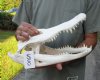 15 inch Alligator Skull from an estimated 8 foot Florida gator - You are buying the gator skull shown for $95 (tiny hole)