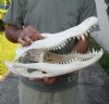 17-1/4 inch A-Grade Florida Alligator Skull from an estimated 9 foot Florida gator - You are buying the gator skull shown for $145.00