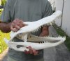 18-1/4 inch Alligator Skull from an estimated 10 foot Florida gator - You are buying the gator skull shown for $150 (hole and cracks)