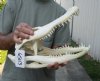 14-1/4 inch A-Grade Florida Alligator Skull from an estimated 8 foot Florida gator - You are buying the gator skull shown for $90.00