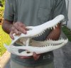 15 inch A-Grade Florida Alligator Skull from an estimated 8 foot Florida gator - You are buying the gator skull shown for $100.00