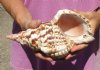 Caribbean Triton seashell 9 inches long - (You are buying the shell pictured) for $28 