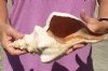 12 inches horse conch for sale, Florida's state seashell, review all photos as you are buying this one for $31