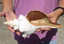 12 inches horse conch for sale, Florida's state seashell - For Sale for $31