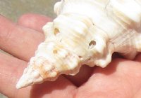 12 inches horse conch for sale, Florida's state seashell - For Sale for $31