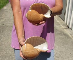 Two hand picked 6 inch Tonna Olearium, tun seashells - Available for Sale for $14/lot