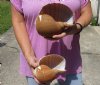 Two hand picked 6 inch Tonna Olearium, tun seashells (You are buying the shells shown) for $14/lot