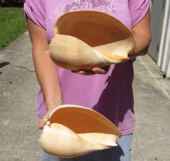 Available for Purchase - Two pairs of Brown Lion's Paw shells for sale, 5-1/2 inches for $18/lot