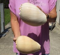 2 Philippine crowned baler melon shells for sale 8 inch - Buy Now for $14/lot