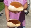 2 Philippine crowned baler melon shells for sale 8 inch - Review all photos. You are buying these 2 shells for $14/lot