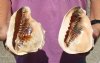 2 pc lot of 5 inch Queen Helmet Shells, large shell for seashell decor - You are buying the hand selected shell shown for $15/lot