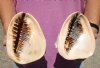 2 pc lot of 5 inch Queen Helmet Shells, large shell for seashell decor - You are buying the hand selected shell shown for $15/lot